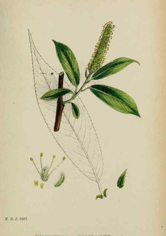 Reproducción/Reproduction 48753946881: English botany, or, Coloured figures of British plants /. London :R. Hardwicke,1863-1886.. 
