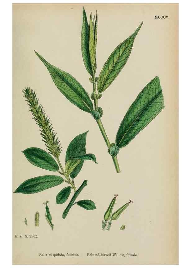 Reproducción/Reproduction 48753622348: English botany, or, Coloured figures of British plants /. London :R. Hardwicke,1863-1886.. 