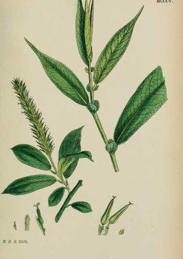 Reproducción/Reproduction 48753622348: English botany, or, Coloured figures of British plants /. London :R. Hardwicke,1863-1886.. 
