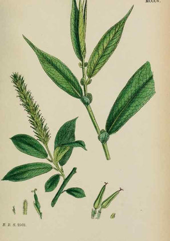 Reproducción/Reproduction 48753622348: English botany, or, Coloured figures of British plants /. London :R. Hardwicke,1863-1886.. 