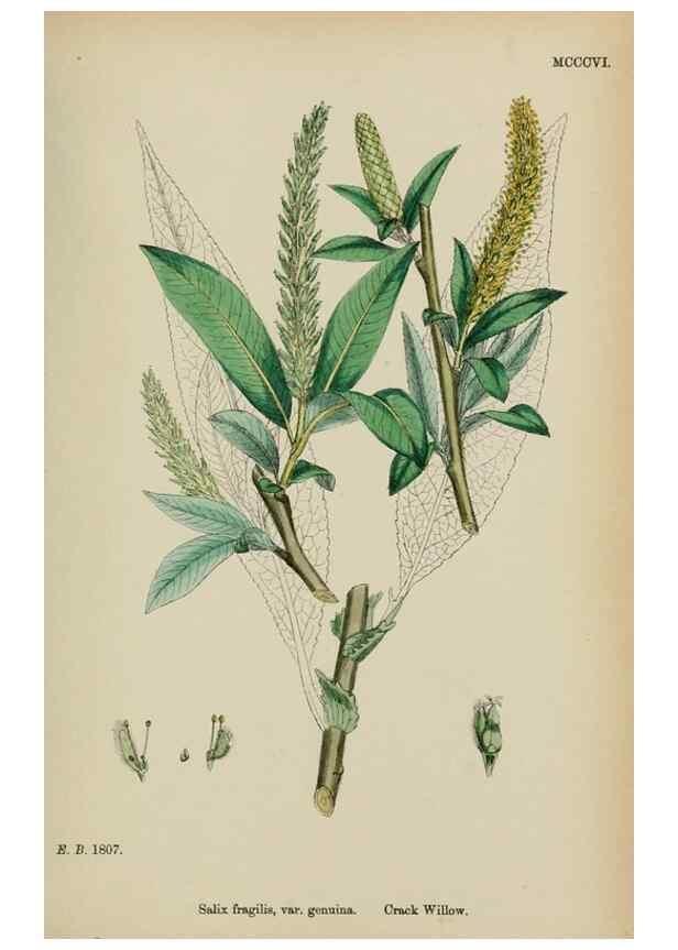 Reproducción/Reproduction 48754137042: English botany, or, Coloured figures of British plants /. London :R. Hardwicke,1863-1886.. 