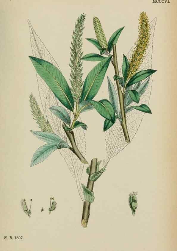 Reproducción/Reproduction 48754137042: English botany, or, Coloured figures of British plants /. London :R. Hardwicke,1863-1886.. 