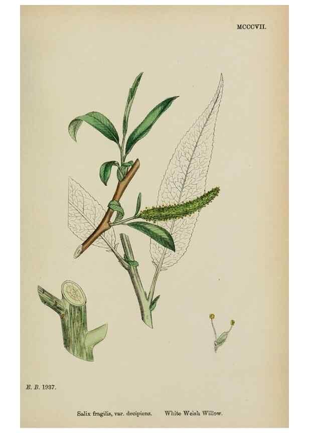 Reproducción/Reproduction 48753947491: English botany, or, Coloured figures of British plants /. London :R. Hardwicke,1863-1886.. 