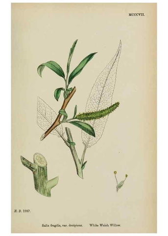 Reproducción/Reproduction 48753947491: English botany, or, Coloured figures of British plants /. London :R. Hardwicke,1863-1886.. 