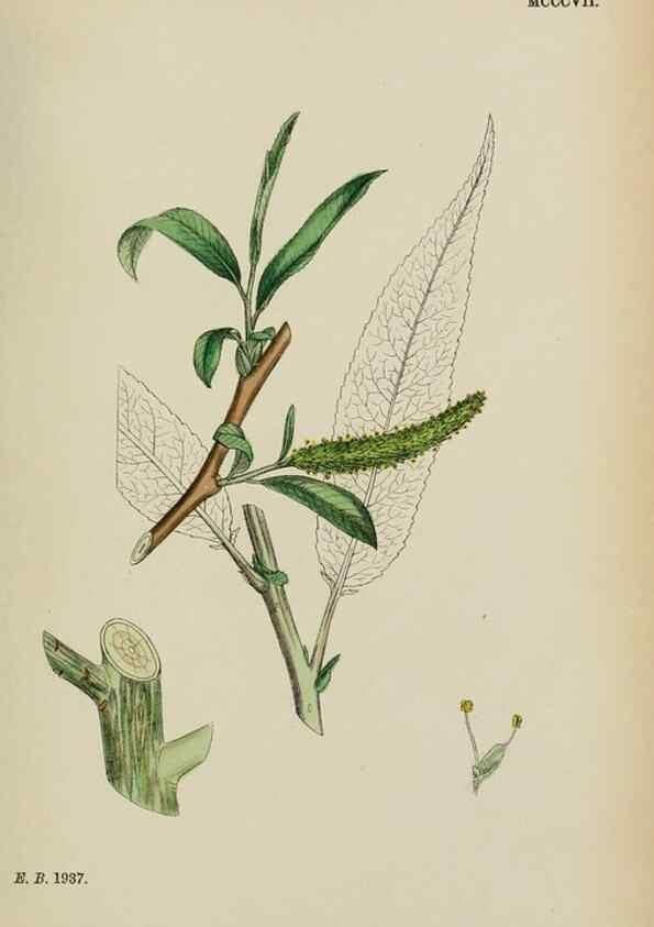 Reproducción/Reproduction 48753947491: English botany, or, Coloured figures of British plants /. London :R. Hardwicke,1863-1886.. 