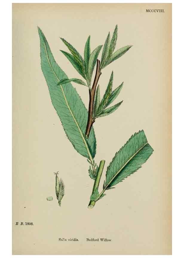 Reproducción/Reproduction 48753947781: English botany, or, Coloured figures of British plants /. London :R. Hardwicke,1863-1886.. 