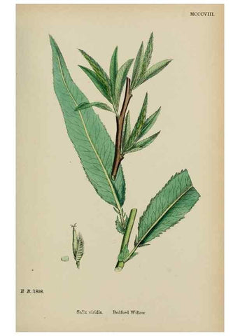 Reproducción/Reproduction 48753947781: English botany, or, Coloured figures of British plants /. London :R. Hardwicke,1863-1886.. 