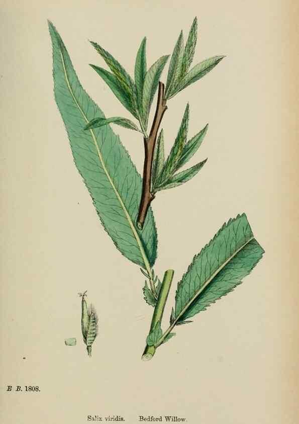 Reproducción/Reproduction 48753947781: English botany, or, Coloured figures of British plants /. London :R. Hardwicke,1863-1886.. 