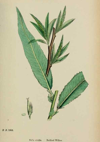Reproducción/Reproduction 48753947781: English botany, or, Coloured figures of British plants /. London :R. Hardwicke,1863-1886.. 