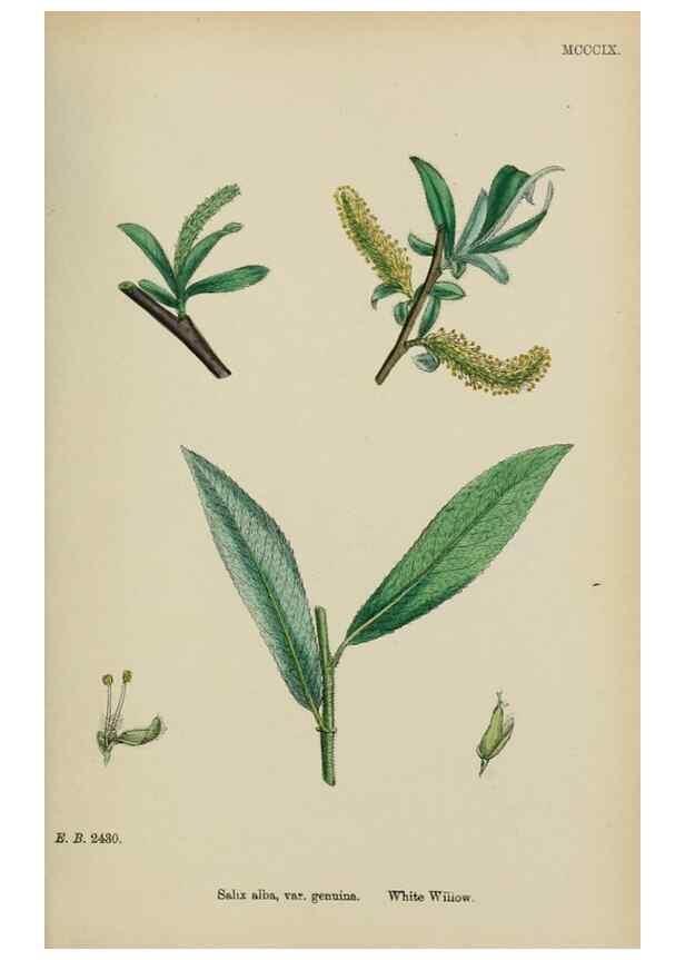 Reproducción/Reproduction 48753623253: English botany, or, Coloured figures of British plants /. London :R. Hardwicke,1863-1886.. 