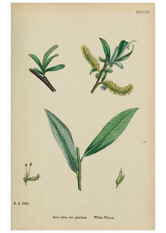 Reproducción/Reproduction 48753623253: English botany, or, Coloured figures of British plants /. London :R. Hardwicke,1863-1886.. 