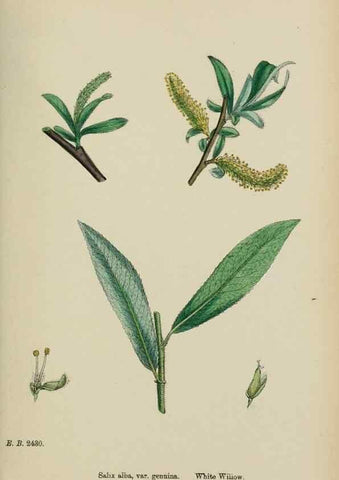Reproducción/Reproduction 48753623253: English botany, or, Coloured figures of British plants /. London :R. Hardwicke,1863-1886.. 