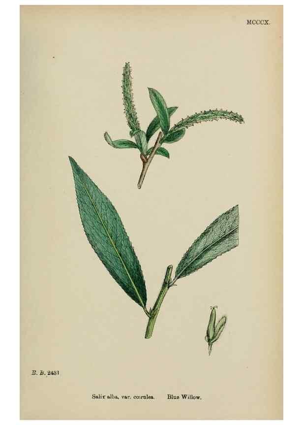 Reproducción/Reproduction 48753623418: English botany, or, Coloured figures of British plants /. London :R. Hardwicke,1863-1886.. 