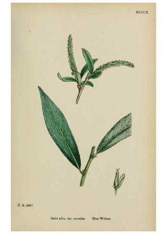 Reproducción/Reproduction 48753623418: English botany, or, Coloured figures of British plants /. London :R. Hardwicke,1863-1886.. 