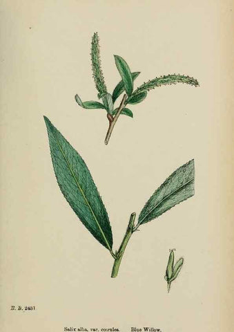 Reproducción/Reproduction 48753623418: English botany, or, Coloured figures of British plants /. London :R. Hardwicke,1863-1886.. 