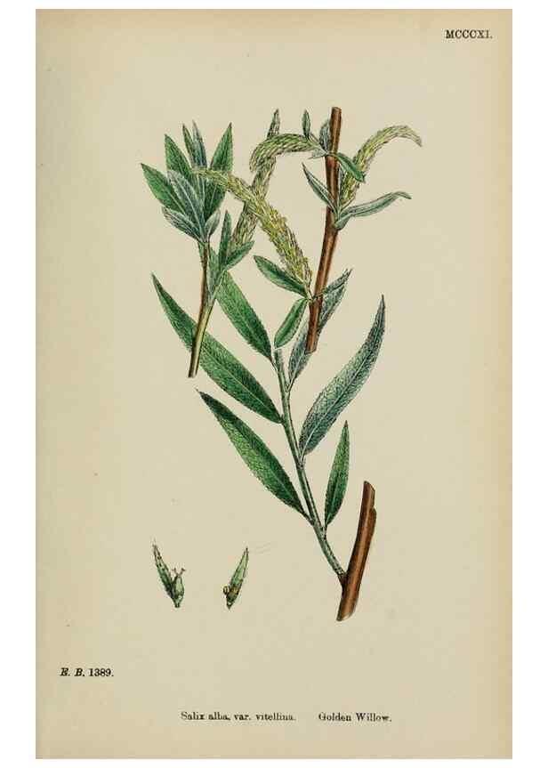 Reproducción/Reproduction 48753623583: English botany, or, Coloured figures of British plants /. London :R. Hardwicke,1863-1886.. 
