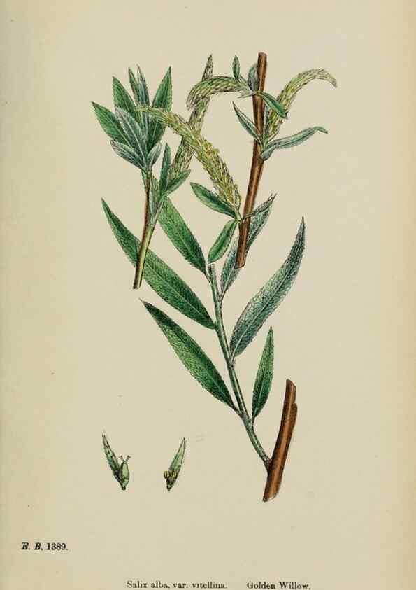 Reproducción/Reproduction 48753623583: English botany, or, Coloured figures of British plants /. London :R. Hardwicke,1863-1886.. 