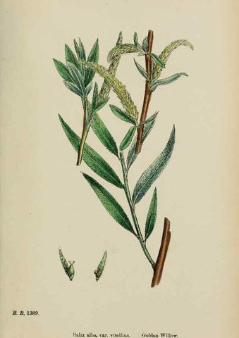 Reproducción/Reproduction 48753623583: English botany, or, Coloured figures of British plants /. London :R. Hardwicke,1863-1886.. 