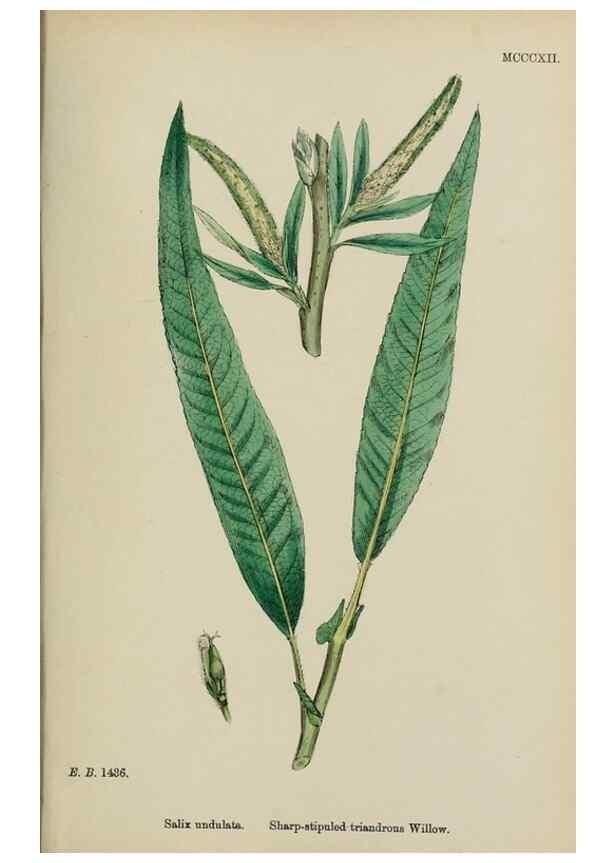 Reproducción/Reproduction 48754138282: English botany, or, Coloured figures of British plants /. London :R. Hardwicke,1863-1886.. 