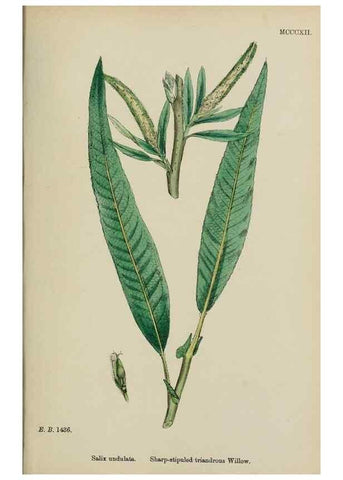 Reproducción/Reproduction 48754138282: English botany, or, Coloured figures of British plants /. London :R. Hardwicke,1863-1886.. 