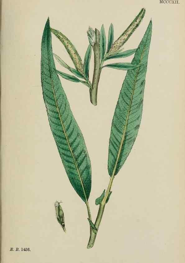 Reproducción/Reproduction 48754138282: English botany, or, Coloured figures of British plants /. London :R. Hardwicke,1863-1886.. 