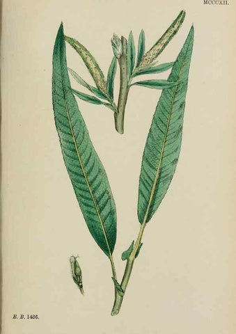 Reproducción/Reproduction 48754138282: English botany, or, Coloured figures of British plants /. London :R. Hardwicke,1863-1886.. 