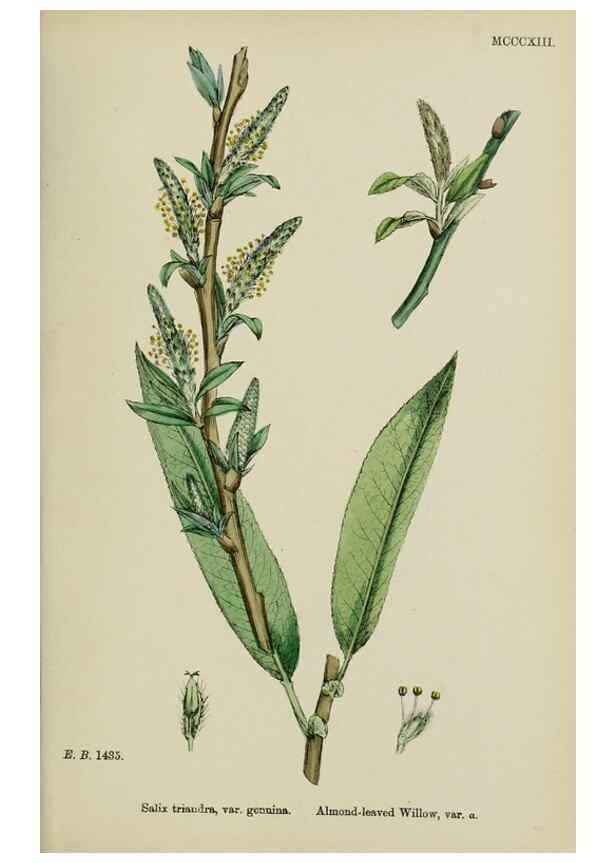 Reproducción/Reproduction 48754138512: English botany, or, Coloured figures of British plants /. London :R. Hardwicke,1863-1886.. 