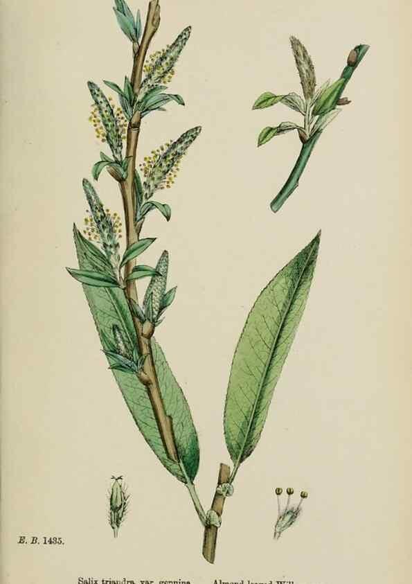 Reproducción/Reproduction 48754138512: English botany, or, Coloured figures of British plants /. London :R. Hardwicke,1863-1886.. 
