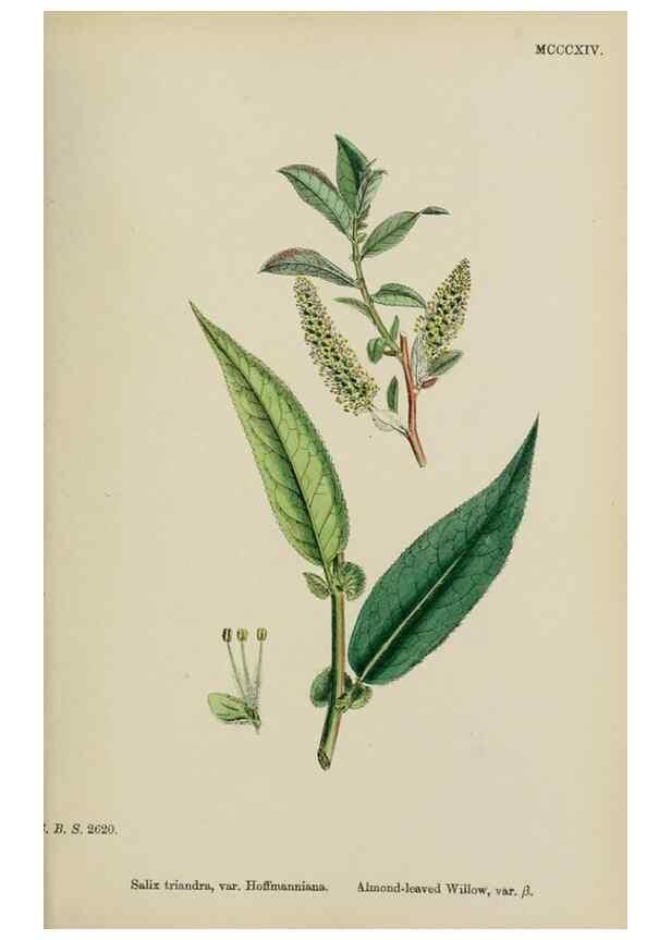 Reproducción/Reproduction 48753624233: English botany, or, Coloured figures of British plants /. London :R. Hardwicke,1863-1886.. 