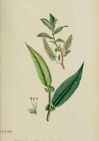Reproducción/Reproduction 48753624233: English botany, or, Coloured figures of British plants /. London :R. Hardwicke,1863-1886.. 