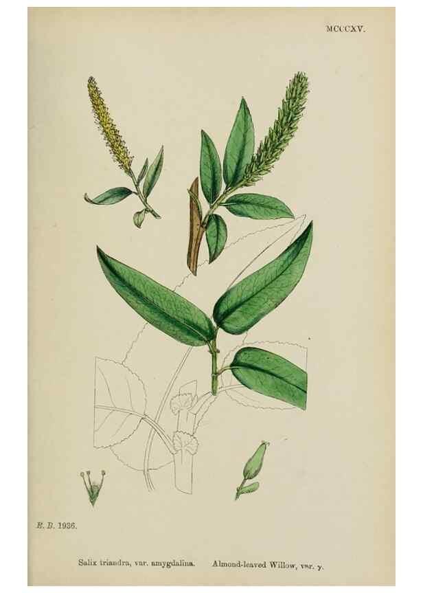 Reproducción/Reproduction 48753624468: English botany, or, Coloured figures of British plants /. London :R. Hardwicke,1863-1886.. 
