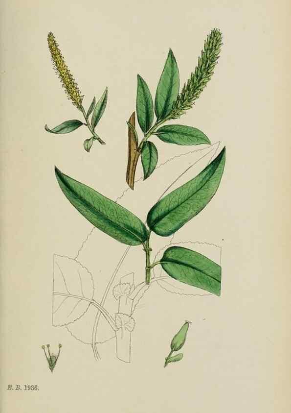 Reproducción/Reproduction 48753624468: English botany, or, Coloured figures of British plants /. London :R. Hardwicke,1863-1886.. 