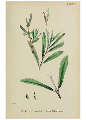 Reproducción/Reproduction 48754139242: English botany, or, Coloured figures of British plants /. London :R. Hardwicke,1863-1886.. 