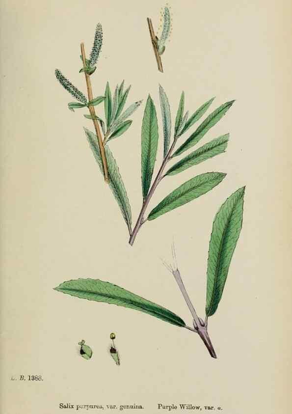 Reproducción/Reproduction 48754139242: English botany, or, Coloured figures of British plants /. London :R. Hardwicke,1863-1886.. 