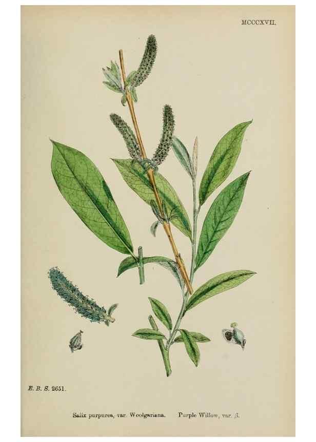 Reproducción/Reproduction 48753949776: English botany, or, Coloured figures of British plants /. London :R. Hardwicke,1863-1886.. 