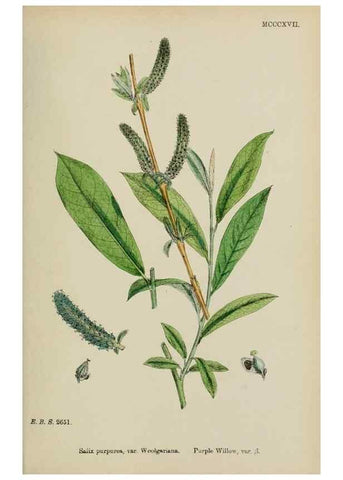 Reproducción/Reproduction 48753949776: English botany, or, Coloured figures of British plants /. London :R. Hardwicke,1863-1886.. 