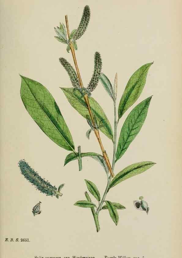Reproducción/Reproduction 48753949776: English botany, or, Coloured figures of British plants /. London :R. Hardwicke,1863-1886.. 