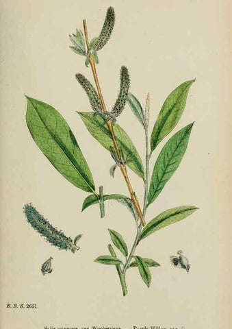 Reproducción/Reproduction 48753949776: English botany, or, Coloured figures of British plants /. London :R. Hardwicke,1863-1886.. 