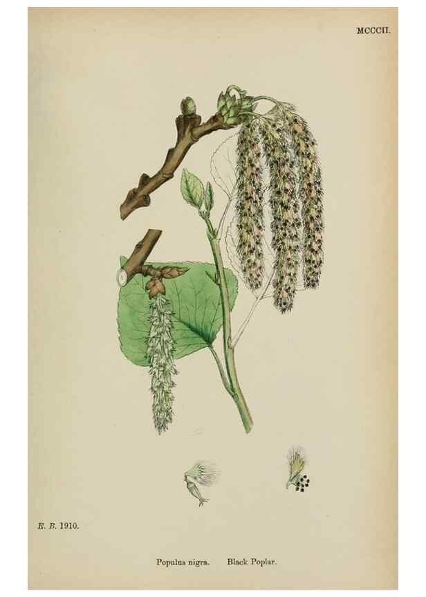 Reproducción/Reproduction 48754136057: English botany, or, Coloured figures of British plants /. London :R. Hardwicke,1863-1886.. 