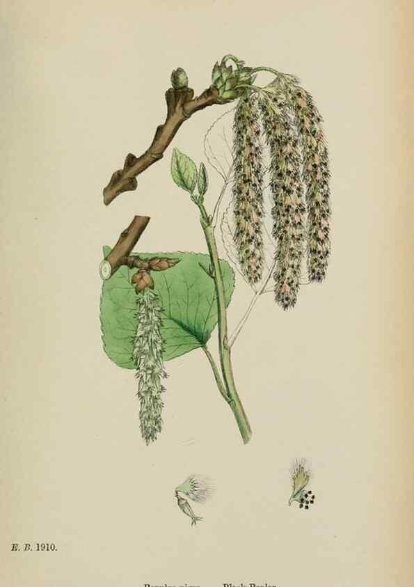 Reproducción/Reproduction 48754136057: English botany, or, Coloured figures of British plants /. London :R. Hardwicke,1863-1886.. 