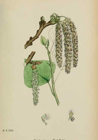 Reproducción/Reproduction 48754136057: English botany, or, Coloured figures of British plants /. London :R. Hardwicke,1863-1886.. 
