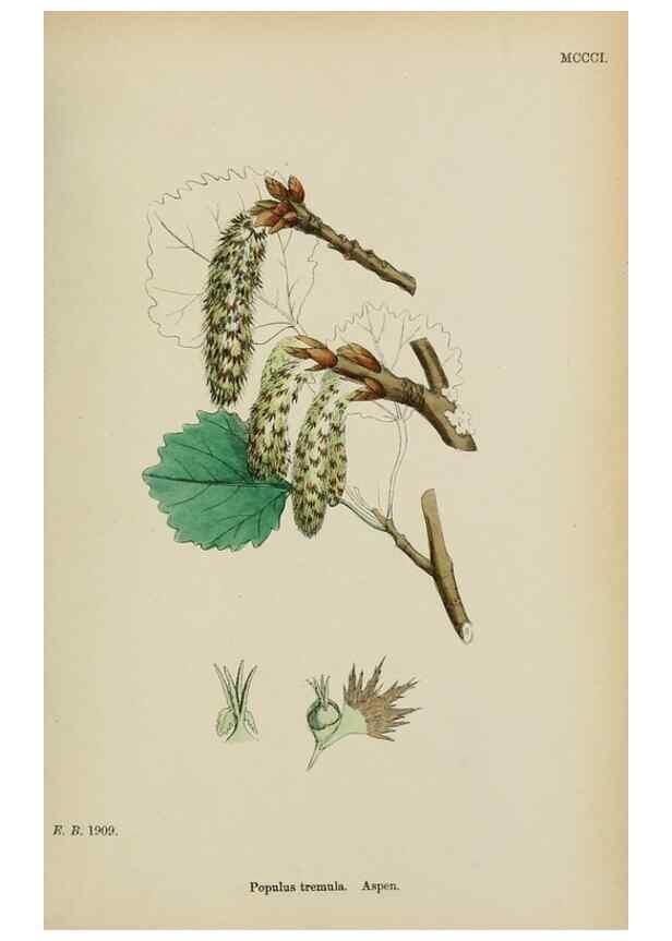 Reproducción/Reproduction 48753946201: English botany, or, Coloured figures of British plants /. London :R. Hardwicke,1863-1886.. 
