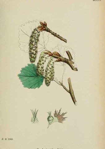 Reproducción/Reproduction 48753946201: English botany, or, Coloured figures of British plants /. London :R. Hardwicke,1863-1886.. 
