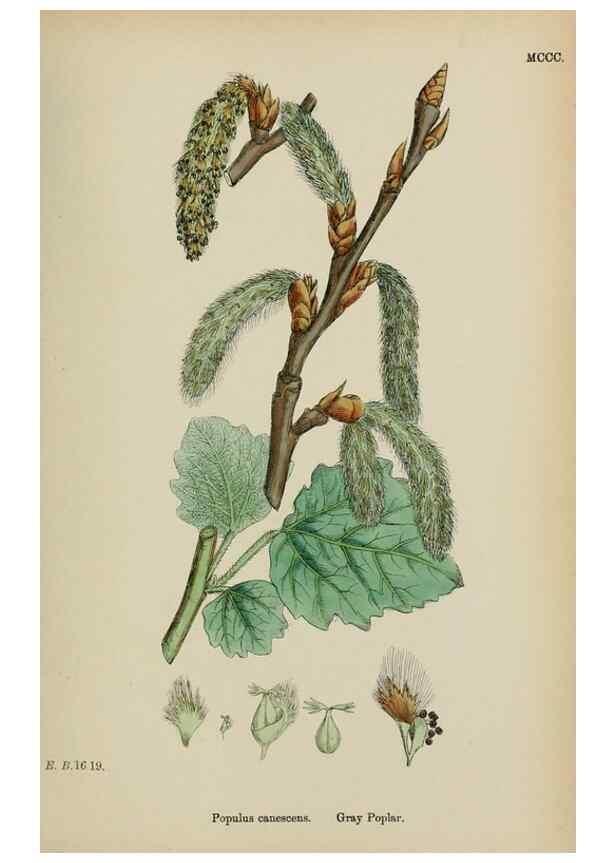 Reproducción/Reproduction 48753621383: English botany, or, Coloured figures of British plants /. London :R. Hardwicke,1863-1886.. 