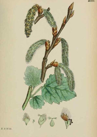 Reproducción/Reproduction 48753621383: English botany, or, Coloured figures of British plants /. London :R. Hardwicke,1863-1886.. 