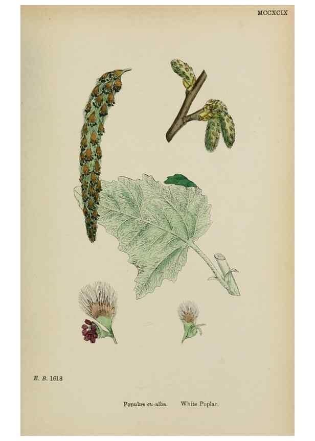 Reproducción/Reproduction 48753945841: English botany, or, Coloured figures of British plants /. London :R. Hardwicke,1863-1886.. 