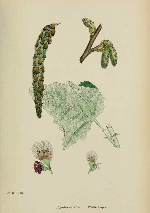 Reproducción/Reproduction 48753945841: English botany, or, Coloured figures of British plants /. London :R. Hardwicke,1863-1886.. 