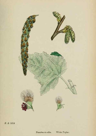 Reproducción/Reproduction 48753945841: English botany, or, Coloured figures of British plants /. London :R. Hardwicke,1863-1886.. 