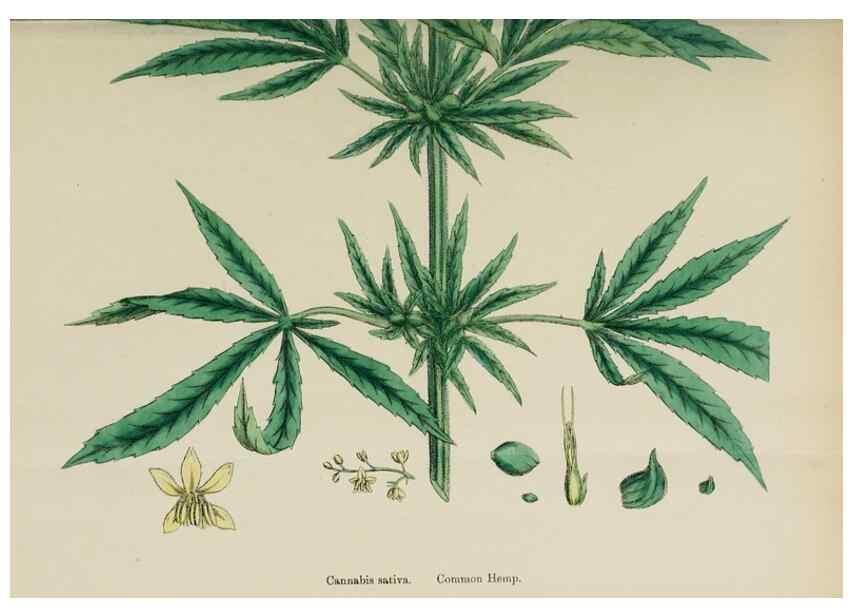 Reproducción/Reproduction 48754124762: English botany, or, Coloured figures of British plants /. London :R. Hardwicke,1863-1886.. 