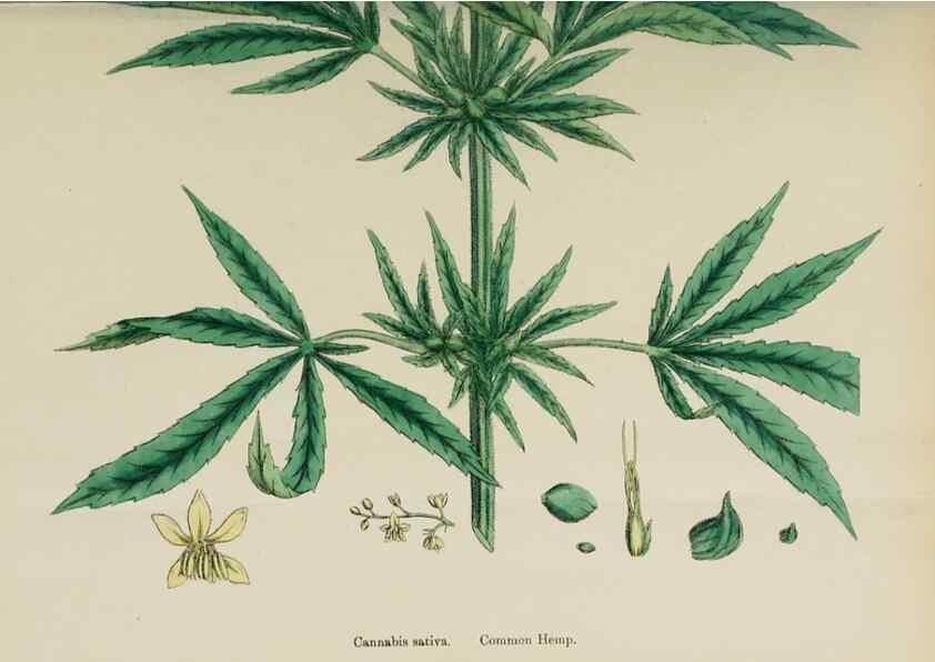 Reproducción/Reproduction 48754124762: English botany, or, Coloured figures of British plants /. London :R. Hardwicke,1863-1886.. 